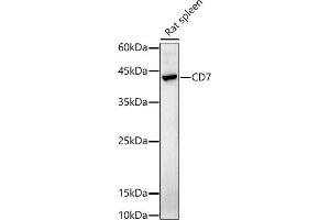 Western blot analysis of extracts of Rat spleen, using CD7 antibody (ABIN6127610, ABIN6138223, ABIN6138224 and ABIN6223568) at 1:1000 dilution. (CD7 Antikörper  (AA 26-180))