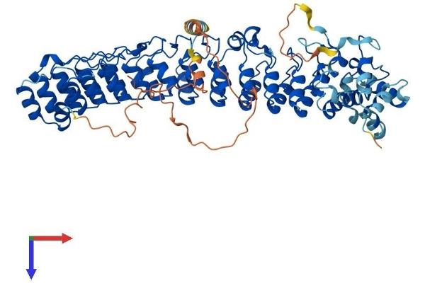 ASB2 Protein (AA 1-634) (His tag)
