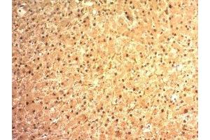 Immunohistochemistry (IHC) image for anti-Arginase, Liver (ARG1) (AA 1-150) antibody (ABIN3025822)