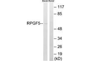 Western Blotting (WB) image for anti-Rap Guanine Nucleotide Exchange Factor (GEF) 5 (RAPGEF5) (AA 431-480) antibody (ABIN2890566)