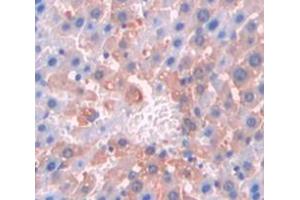 Used in DAB staining on fromalin fixed paraffin- embedded Kidney tissue (Cortactin Antikörper  (AA 1-509))