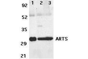 Western blot analysis of ARTS expression in human lung (lane 1),spleen (lane 2), and kidney (lane 3) tissue lysates with ARTS antibody at 2μg /ml. (Septin 4 Antikörper  (N-Term))