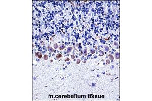 Mouse Epha4 Antibody (Center) ((ABIN657836 and ABIN2846799))immunohistochemistry analysis in formalin fixed and paraffin embedded mouse cerebellum tissue followed by peroxidase conjugation of the secondary antibody and DAB staining.