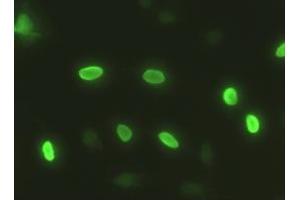 Anti-SOX17 mouse monoclonal antibody (ABIN2452369) immunofluorescent staining of HeLa cells transiently transfected by pCMV6-ENTRY SOX17 (RC220888) (SOX17 Antikörper  (AA 177-414))