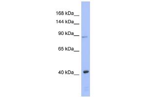 WB Suggested Anti-EIF2C3 Antibody Titration: 0. (EIF2C3 Antikörper  (N-Term))