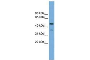 Image no. 1 for anti-Chromosome 6 Open Reading Frame 154 (C6orf154) (N-Term) antibody (ABIN6745061) (C6orf154 Antikörper  (N-Term))