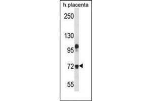 Western blot analysis of Fibulin-1 Antibody (C-term) in human placenta tissue lysates (35ug/lane). (Fibulin 1 Antikörper  (C-Term))