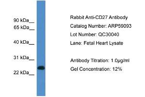 WB Suggested Anti-CD27  Antibody Titration: 0. (CD27 Antikörper  (C-Term))