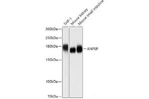 Western blot analysis of extracts of various cell lines using ANPEP Polyclonal Antibody at dilution of 1:1000. (CD13 Antikörper)