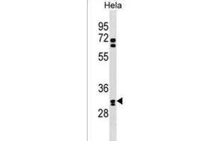 OR6B2 Antibody (C-term) (ABIN1537012 and ABIN2838299) western blot analysis in Hela cell line lysates (35 μg/lane). (OR6B2 Antikörper  (C-Term))