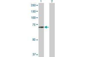 Western Blot analysis of ZNF280A expression in transfected 293T cell line by ZNF280A MaxPab polyclonal antibody. (ZNF280A Antikörper  (AA 1-542))