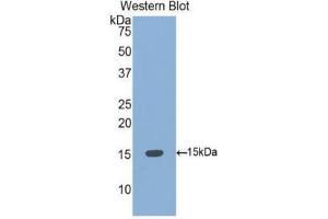 Western Blotting (WB) image for anti-Bone Morphogenetic Protein 4 (BMP4) (AA 293-408) antibody (ABIN1077865) (BMP4 Antikörper  (AA 293-408))