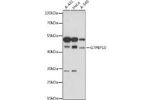 Western blot analysis of extracts of various cell lines, using GTPBP10 antibody (ABIN7267526) at 1:1000 dilution. (GTPBP10 Antikörper  (AA 1-387))