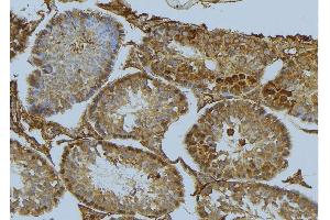 ABIN6275523 at 1/100 staining Mouse testis tissue by IHC-P. (Septin 6 Antikörper  (Internal Region))