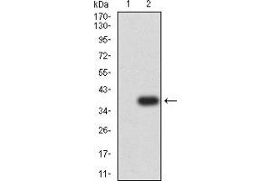 Western Blotting (WB) image for anti-Neuronal Differentiation 1 (NEUROD1) (AA 26-91) antibody (ABIN7193474)