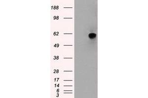 Image no. 2 for anti-Nuclear Receptor Binding Protein 1 (NRBP1) antibody (ABIN1499829) (NRBP1 Antikörper)