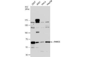 FANCC Antikörper  (Center)