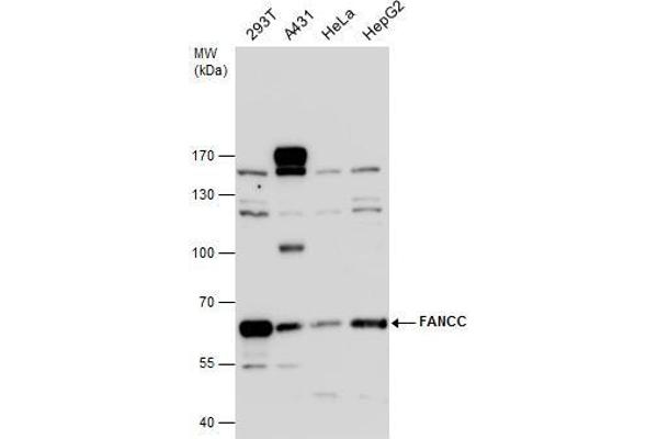 FANCC anticorps  (Center)