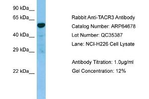 Western Blotting (WB) image for anti-Tachykinin Receptor 3 (TACR3) (C-Term) antibody (ABIN2789921) (TACR3 Antikörper  (C-Term))