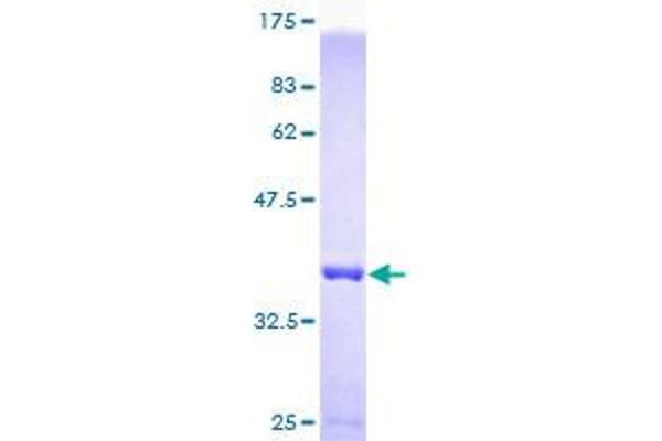 DNAL4 Protein (AA 1-105) (GST tag)