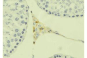 ABIN6273666 at 1/100 staining Mouse testis tissue by IHC-P. (INSL6 Antikörper  (Internal Region))
