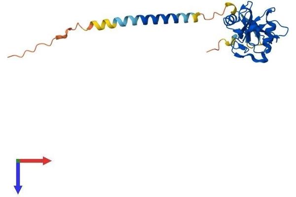 CLEC4E Protein (AA 1-219) (His tag)