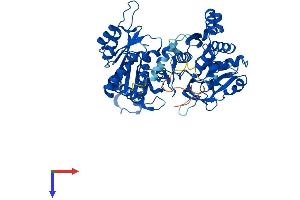 CTP Synthase Protein (CTPS) (AA 1-591) (His tag)