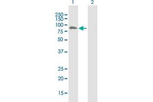 Western Blot analysis of LRSAM1 expression in transfected 293T cell line by LRSAM1 MaxPab polyclonal antibody. (LRSAM1 Antikörper  (AA 1-723))