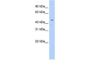 WB Suggested Anti-Elf3 Antibody Titration:  0.