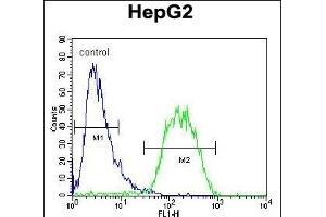 BUD13 Antibody (C-term) (ABIN654718 and ABIN2844407) flow cytometric analysis of HepG2 cells (right histogram) compared to a negative control cell (left histogram). (BUD13 Antikörper  (C-Term))