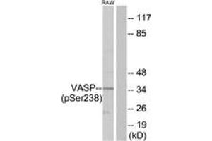 Western blot analysis of extracts from RAW264. (VASP Antikörper  (pSer239))