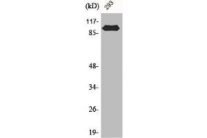Western Blot analysis of 293 cells using CAS Polyclonal Antibody (Exportin 2 Antikörper  (N-Term))