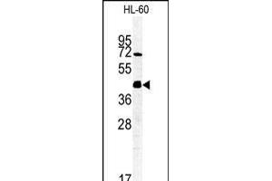 Western blot analysis of FKBPL Antibody (C-term) (ABIN1881347 and ABIN2840192) in HL-60 cell line lysates (35 μg/lane). (FKBPL Antikörper  (C-Term))