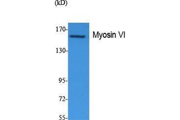 Myosin VI anticorps  (N-Term)