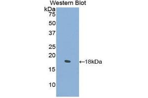 Western Blotting (WB) image for anti-Collagen, Type II, alpha 1 (COL2A1) (AA 677-817) antibody (ABIN3204611) (COL2A1 Antikörper  (AA 677-817))
