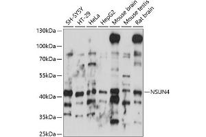 Western blot analysis of extracts of various cell lines, using NSUN4 antibody (ABIN7268944) at 1:1000 dilution. (NSUN4 Antikörper  (AA 26-290))
