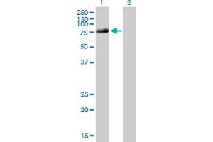 Western Blot analysis of DDX4 expression in transfected 293T cell line by DDX4 MaxPab polyclonal antibody. (DDX4 Antikörper  (AA 1-690))