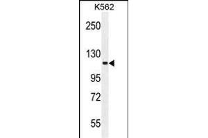 FUSSEL18 Antibody (C-term) (ABIN655936 and ABIN2845328) western blot analysis in K562 cell line lysates (35 μg/lane). (SKOR2 Antikörper  (C-Term))