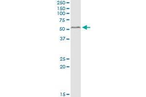 PEX14 MaxPab polyclonal antibody. (PEX14 Antikörper  (AA 1-377))