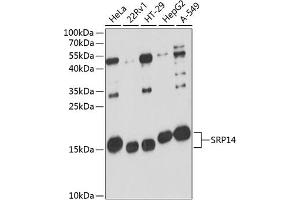 Western blot analysis of extracts of various cell lines, using SRP14 antibody (ABIN6130705, ABIN6148448, ABIN6148449 and ABIN6216739) at 1:3000 dilution. (SRP14 Antikörper  (AA 1-136))