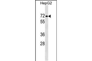 Western blot analysis in HepG2 cell line lysates (35ug/lane). (PPP1R16B Antikörper  (AA 372-399))