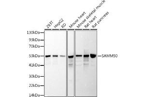 Western blot analysis of extracts of various cell lines, using (ABIN7270501) at 1:1000 dilution.