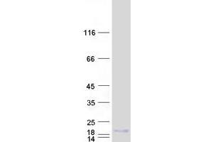 Validation with Western Blot (SPRR2A Protein (Myc-DYKDDDDK Tag))