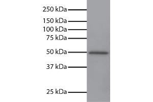 Total cell lysates from Jurkat cells were resolved by electrophoresis, transferred to PVDF membrane, and probed with Mouse Anti-GSK-3α-UNLB secondary antibody and chemiluminescent detection. (GSK3 alpha Antikörper  (N-Term))