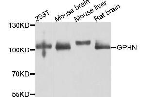 Western blot analysis of extracts of various cells, using GPHN antibody. (Gephyrin Antikörper)