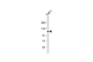 Anti-PTPN12 Antibody (C-Term) at 1:1000 dilution + THP-1 whole cell lysate Lysates/proteins at 20 μg per lane. (PTPN12 Antikörper  (AA 681-714))