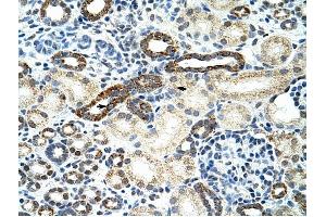 HNRPF antibody was used for immunohistochemistry at a concentration of 4-8 ug/ml to stain Epithelial cells of renal tubule (arrows! (HNRNPF Antikörper  (C-Term))