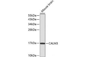 Western blot analysis of extracts of Mouse brain using CALM3 Polyclonal Antibody. (Calmodulin 3 Antikörper)