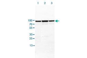 Western blot analysis of Lane 1: NIH-3T3 cell lysate (Mouse embryonic fibroblast cells); Lane 2: NBT-II cell lysate (Rat Wistar bladder tumour cells); Lane 3: PC12 cell lysate (Pheochromocytoma of rat adrenal medulla) with MRE11A polyclonal antibody  at 1:100-1:250 dilution. (Mre11 Antikörper)