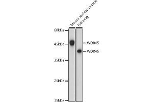 Western blot analysis of extracts of various cell lines, using WDR45 antibody (ABIN6133064, ABIN6150194, ABIN6150195 and ABIN6223490) at 1:1000 dilution. (WDR45 Antikörper  (AA 1-360))